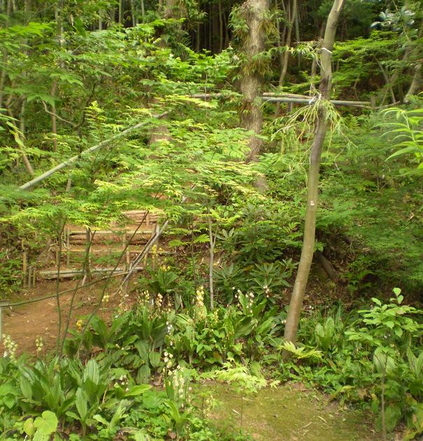 Orchid garden.