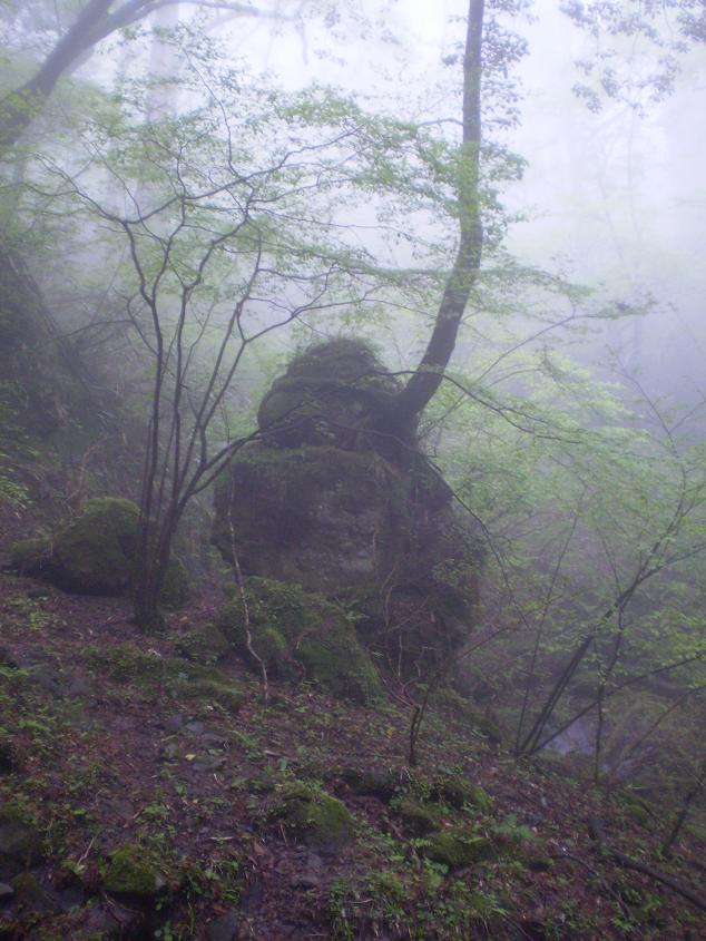 Tree on rock.