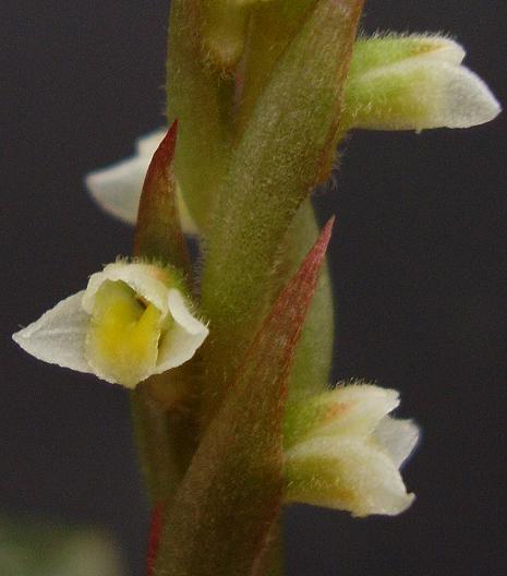 Mesadenella cuspidata. Close-up.