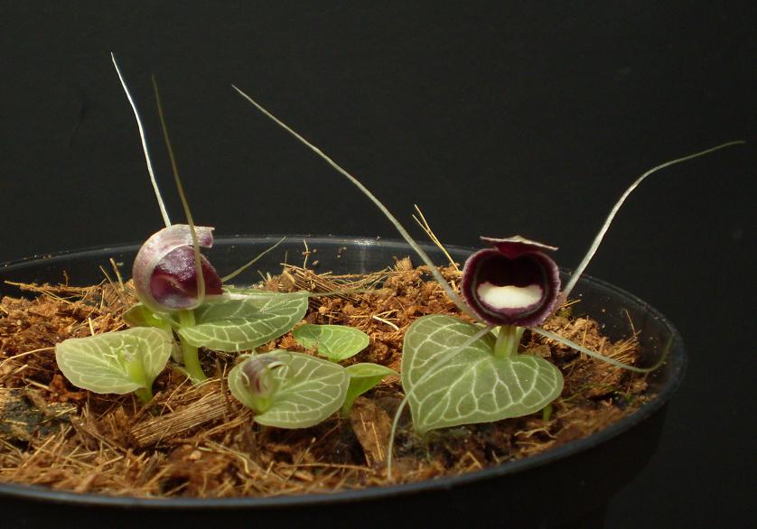 Corybas pictus