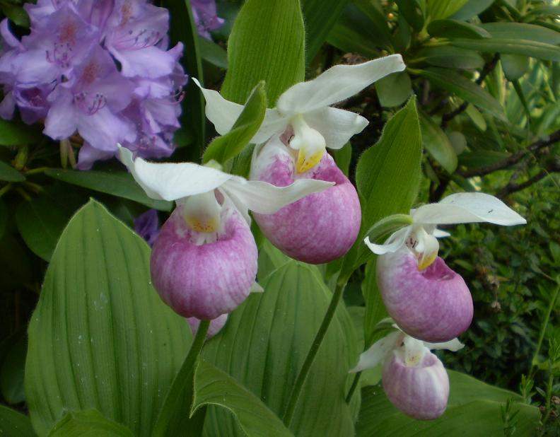 Cypripedium reginae