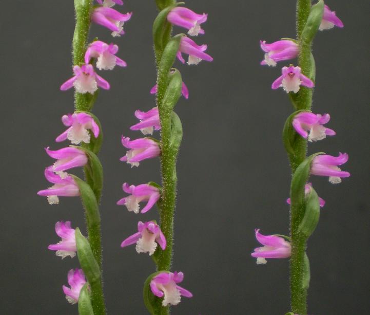 Spiranthes sinensis