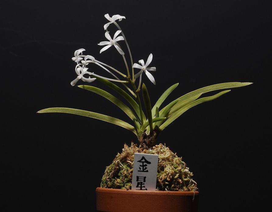 Neofinetia falcata Kinboshi A golden foliage variety in wich the lip is a normal petal ( Therefore also lacking the spur)
