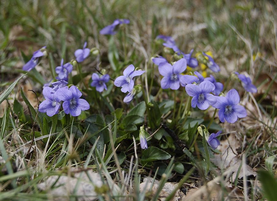Viola canina big clump.