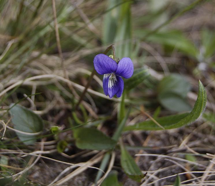 Viola canina. Dark.