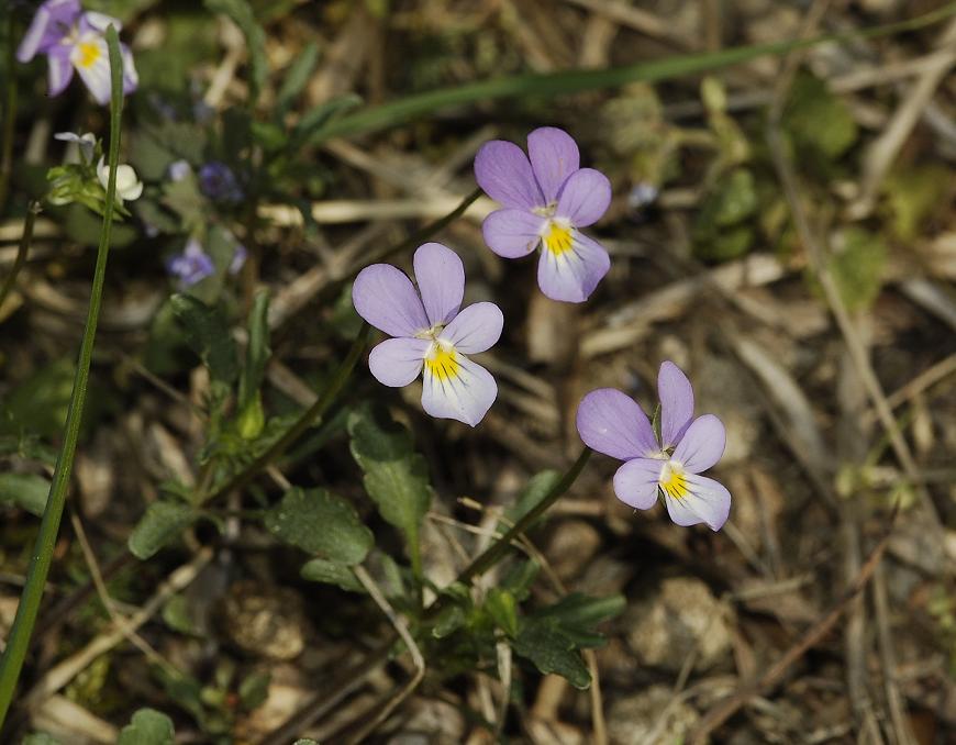 Viola curtisii