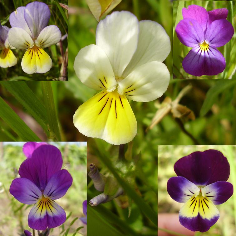 Viola tricolor varieties.