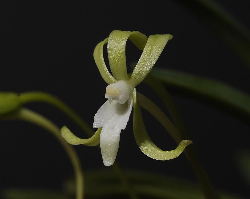 Neofinetia falcata Hisui Close up black background