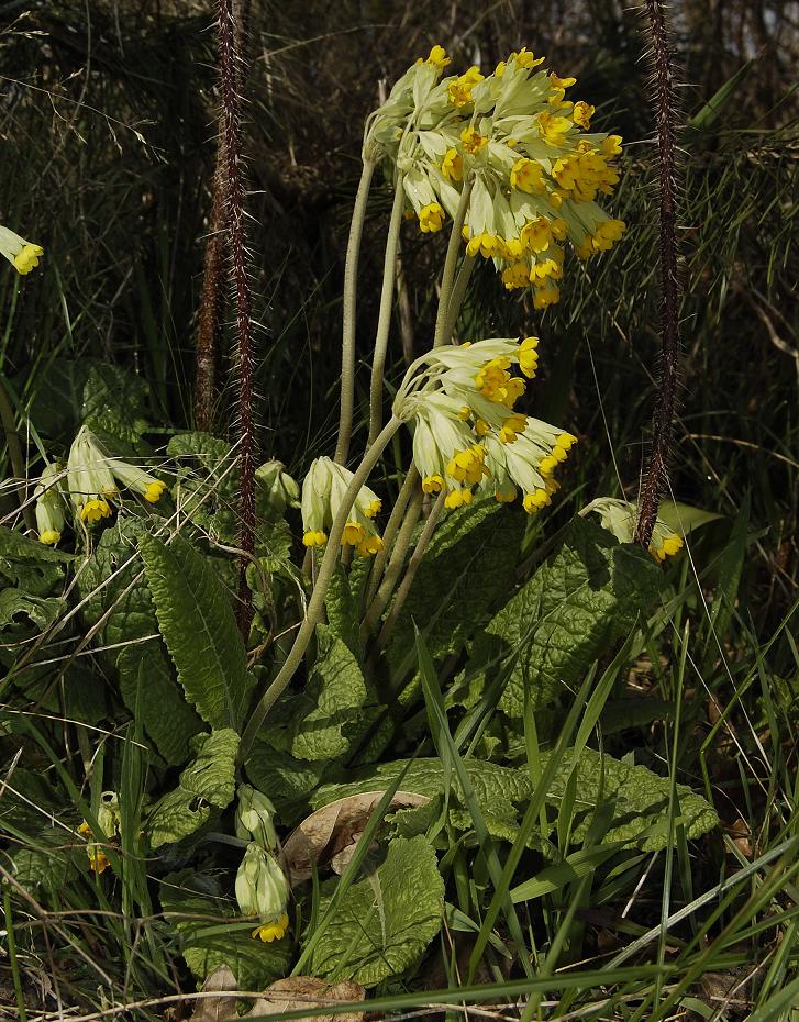 Primula veris.