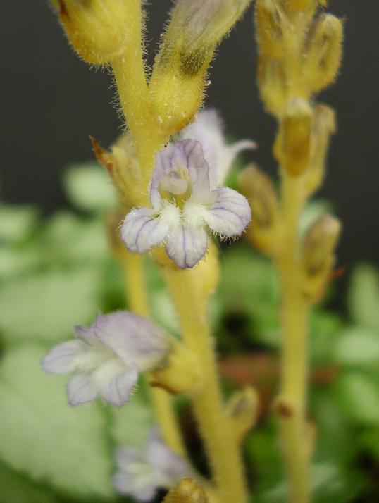 Orobanche ramosa.