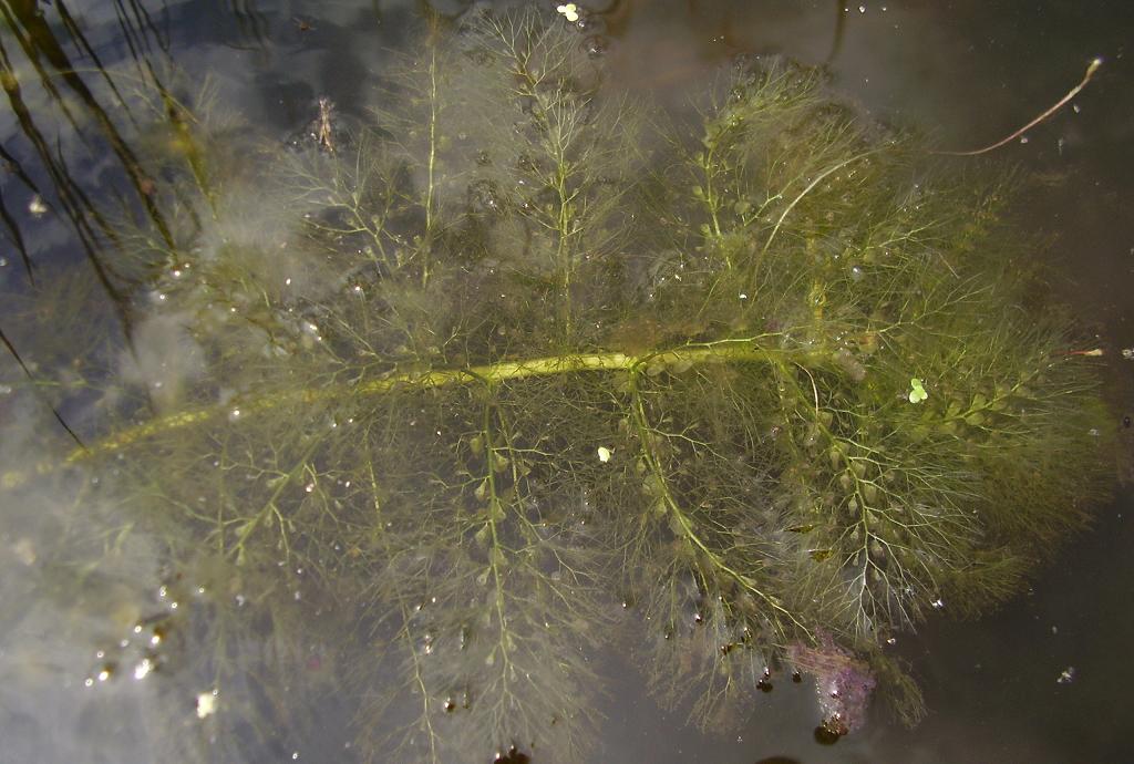 Utricularia vulgaris plant.