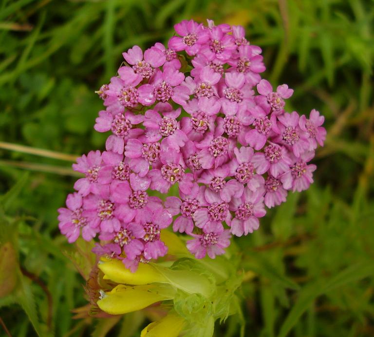Achillea millefolium Red.