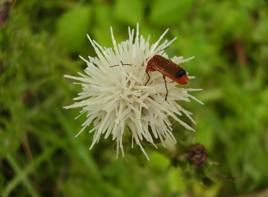 Cirsium arvense forma alba