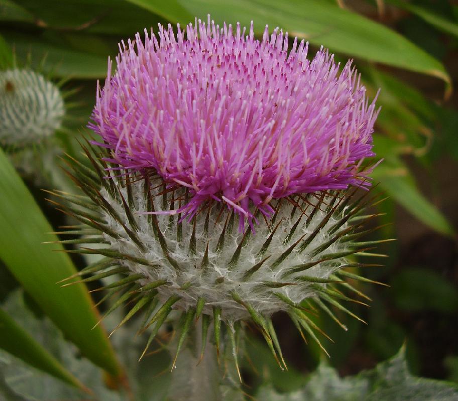 Onopordon acanthium.