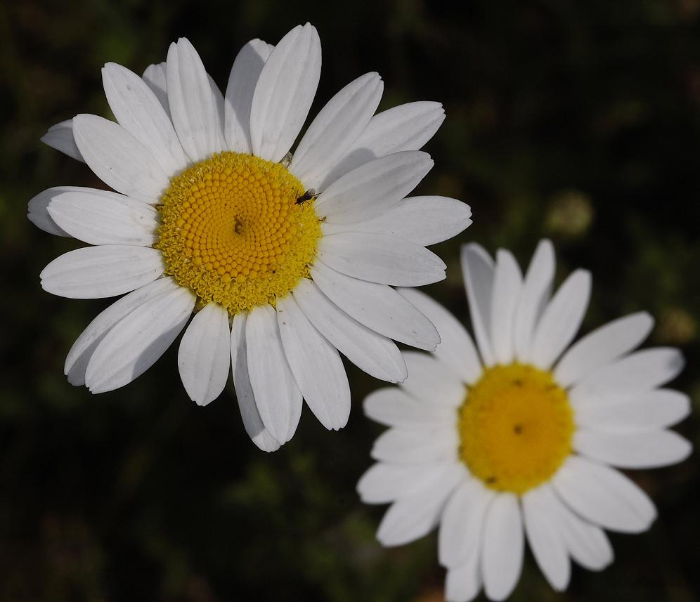 Leucanthemum vulgare.