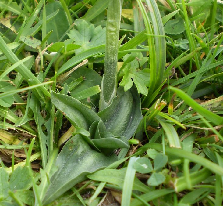Typical growth habit. flowerspike with new growth for next years flower spike. (Zuid Holland)