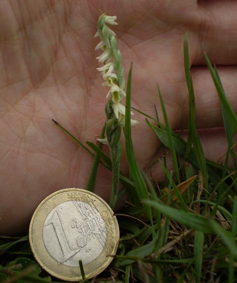 Spiranthes spiralis showing size. (Zuid Holland)