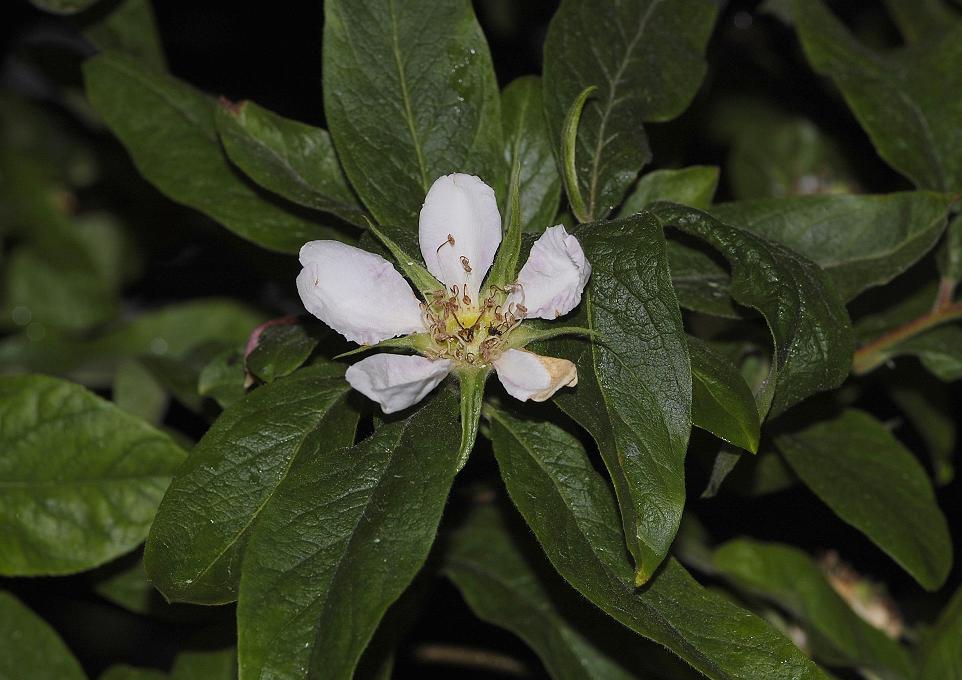 Mespilus germanicus.