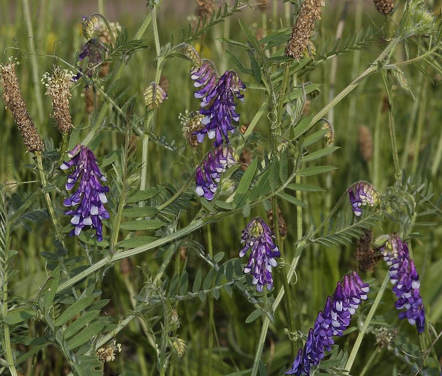 Vicia villosa.