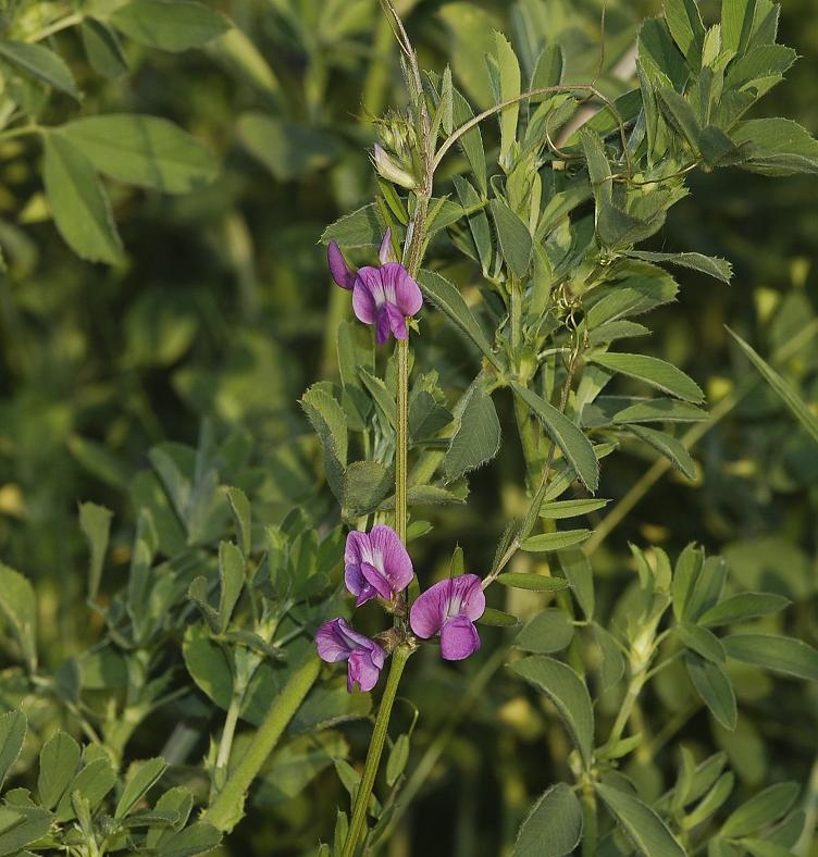 Vicia sativa.