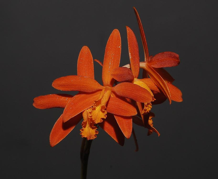 Cattleya millerii.