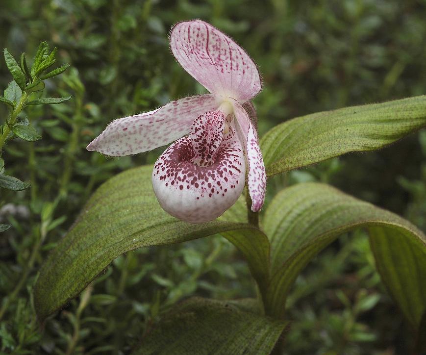 Cypripedium Princess.