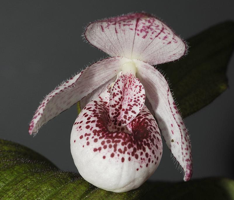 Cypripedium Princess.