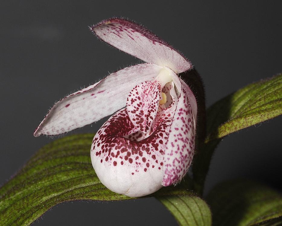 Cypripedium Princess.