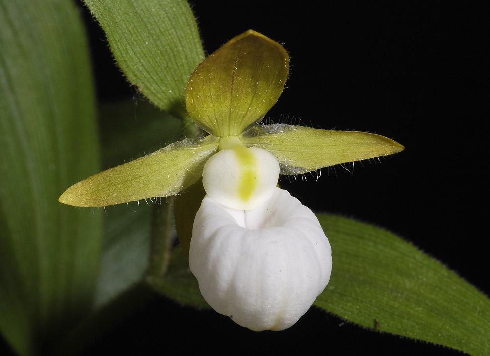 Cypripedium californicum.. Close-up