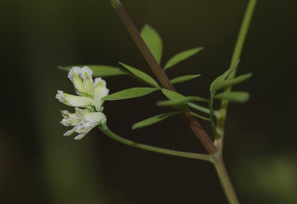 Ceratocapnos claviculata.