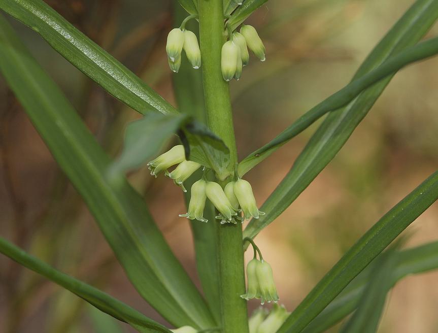 Polygonatum verticillatum.