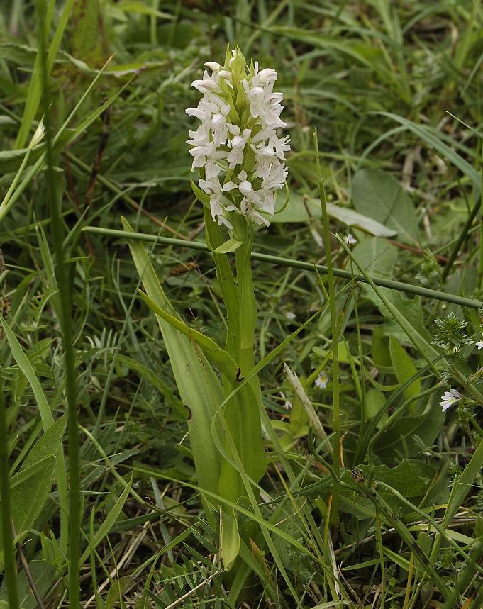 Dactylorhiza incarnata. Pale form