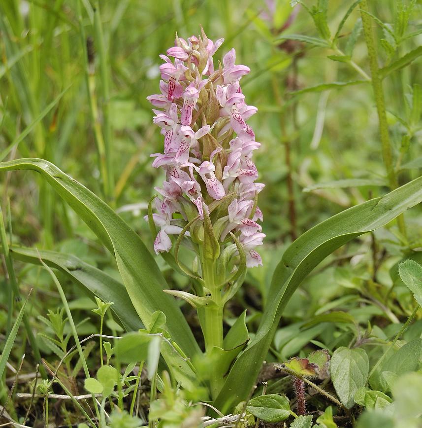 Dactylorhiza incarnata var. lobelii.