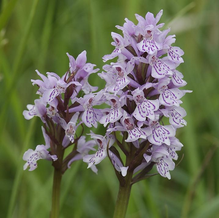 Dactylorhiza maculata subsp. maculata.