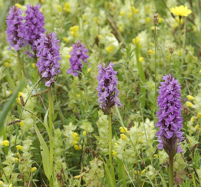 Dactylorhiza majalis subsp. praetermissa. In field.