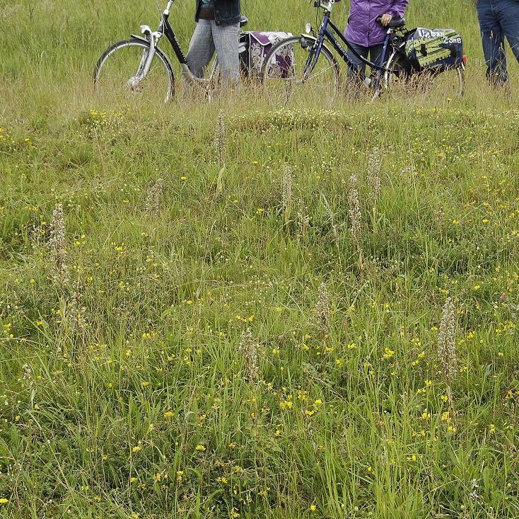 Himantoglossum hircinum and Ophrys apifera on a roadside