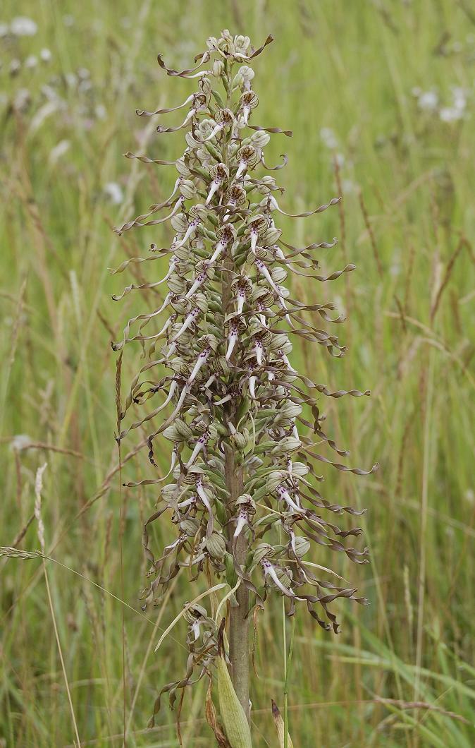 Himantoglossum hircinum