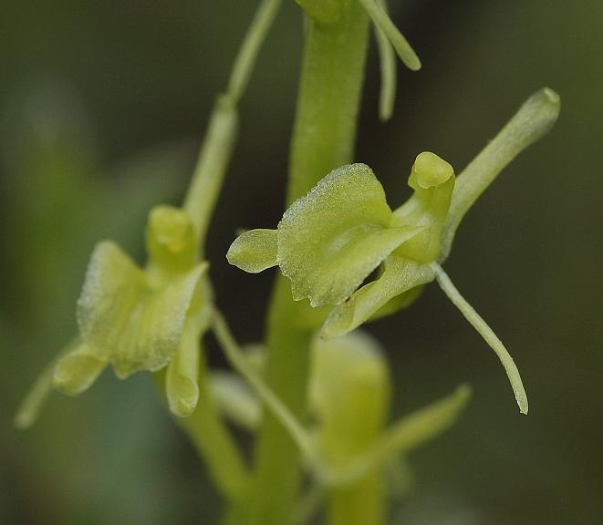 Liparis loeselii. Close-up