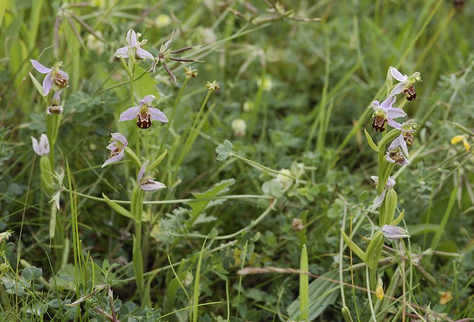 Ophrys apifera in habitat