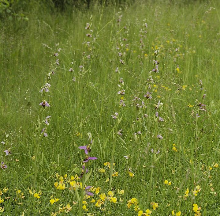 A field of Ophrys apifera in the Province of Zeeland