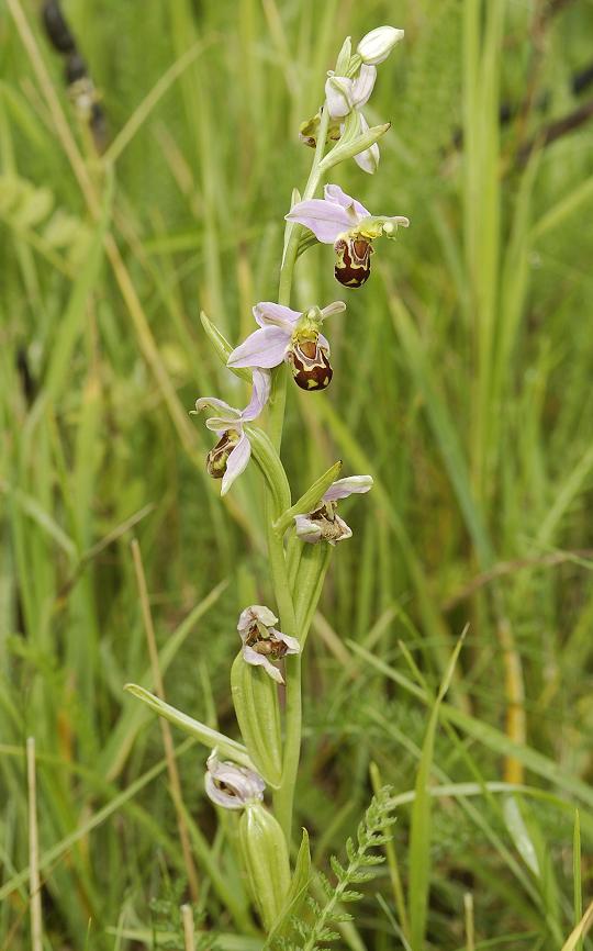 Ophrys apifera var aurita.