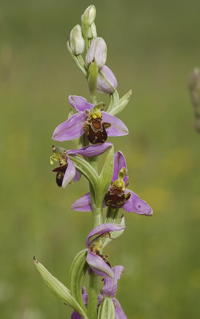 Ophrys apifera var. apifera