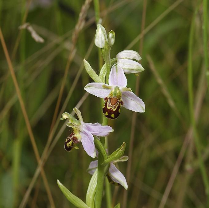 Ophrys apifera var. aurita