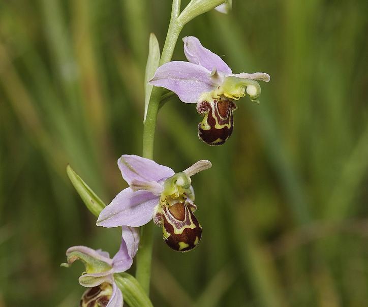 Ophrys apifera var. aurita