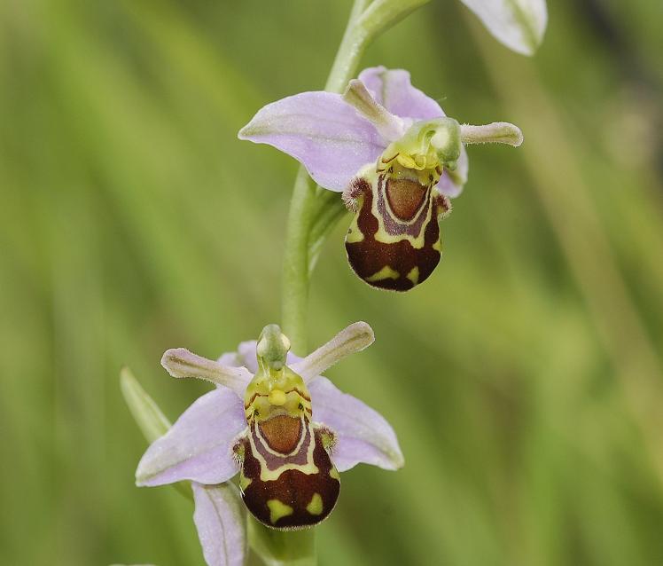 Ophrys apifera var. aurita