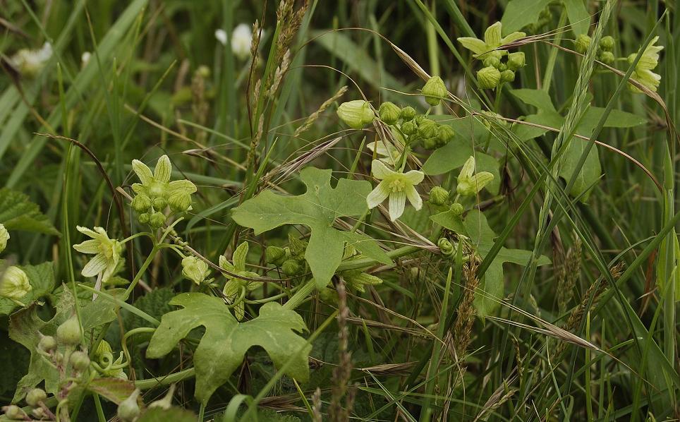 Bryonia dioica.
