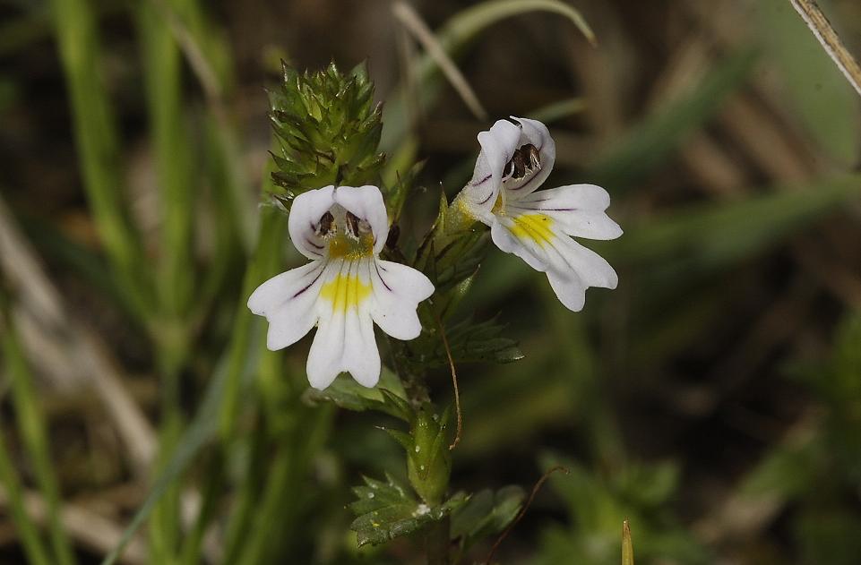 Euphrasia stricta. From coastal dunes close-up