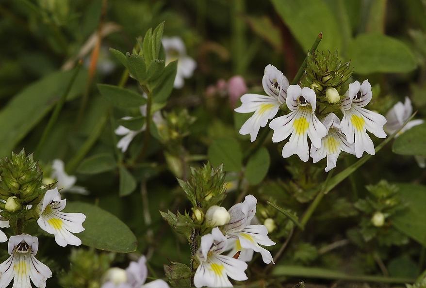 Euphrasia stricta. From coastal dunes
