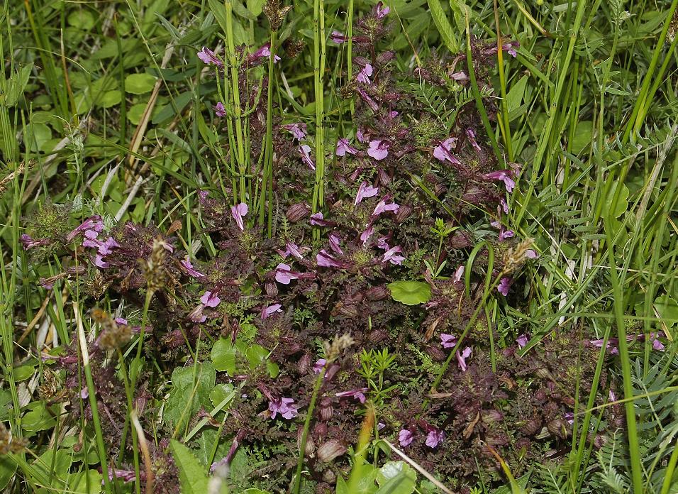 Pedicularis sylvatica.