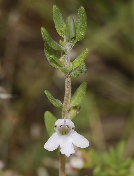 Thymus spec.